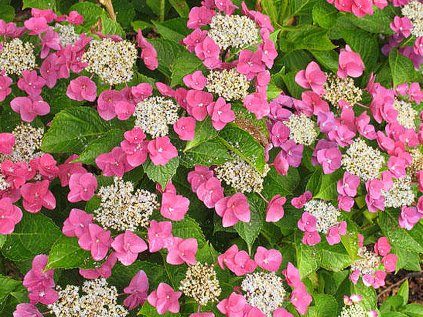 4134 hydrangea macrophylla papagei
