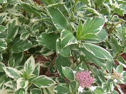 Hydrangea macrophylla 'Tricolor'