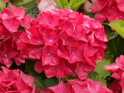 4143 hydrangea macrophylla cervena kompaktni