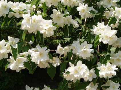 Philadelphus 'Belle Etoile'