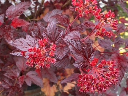 Physocarpus opulifolius 'Andre' 1