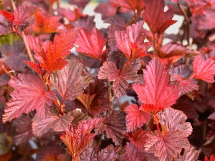 Physocarpus opulifolius 'Schuch'