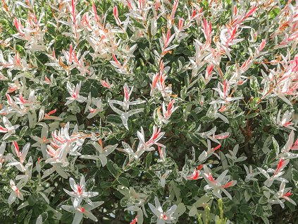 Salix integra 'Hakuro Nishiki'