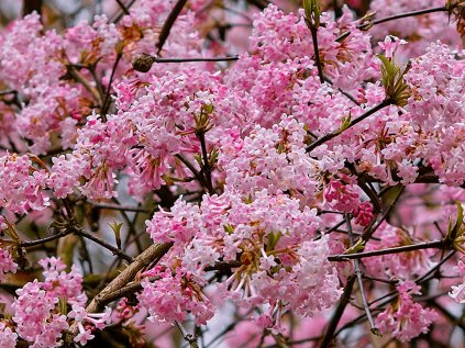 Viburnum bodnantense 'Dawn'