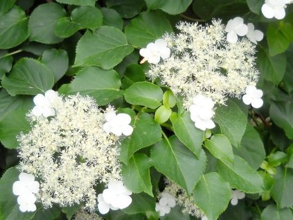4197 hydrangea petiolaris cordifolia