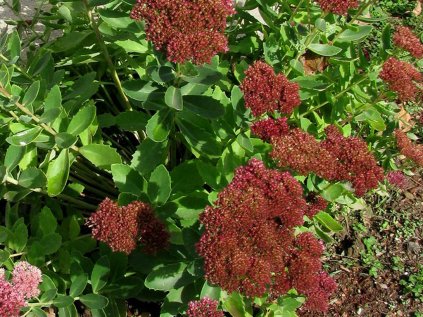 4215 sedum munstead dark red