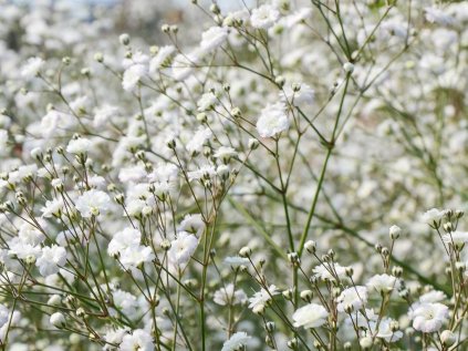 4257 gypsophylla panniculata