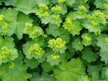 Alchemilla mollis