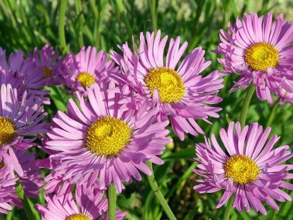 4341 aster happy end