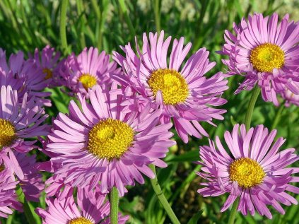 Aster Happy end