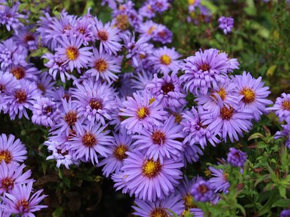 4365 aster lady in blue