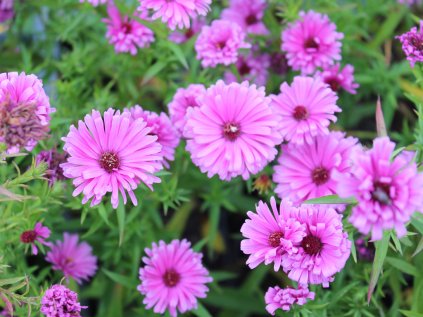 4377 aster peter harrison