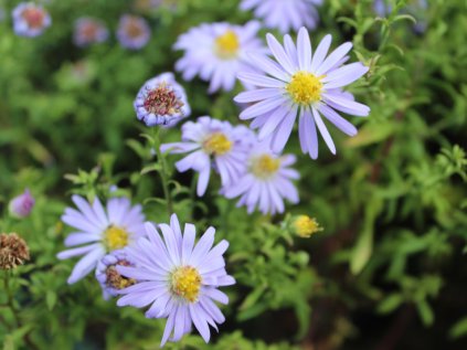 4380 aster prof anton kippinger