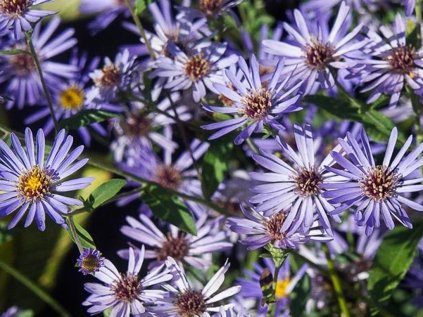aster twilight