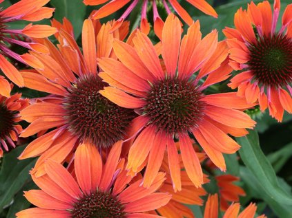 4392 echinacea med orange