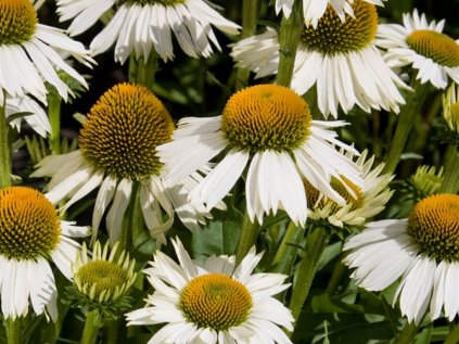 4395 echinacea med white