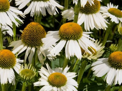 Echinacea med white