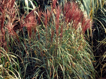 Miscanthus sinensis David