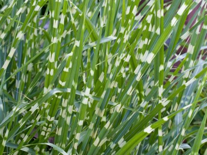 4404 miscanthus sinensis strictus