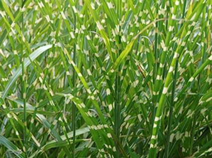 4407 miscanthus sinensis zebrinus