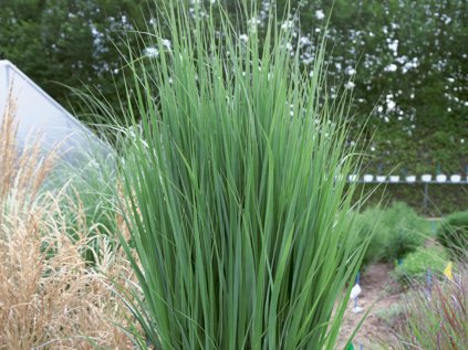 Panicum Northwind