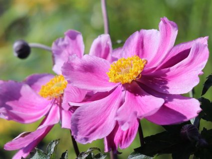 4428 anemone prinz heinrich