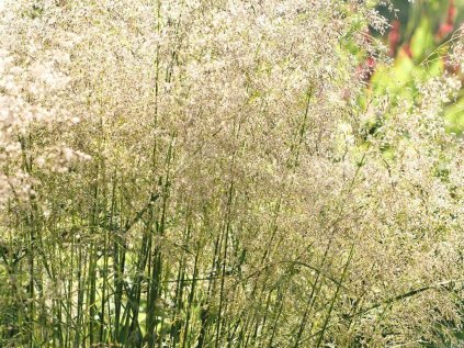 Deschampsia caespitosa