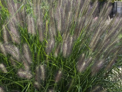 pennisetum moundry