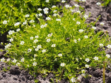 4449 sagina subulata