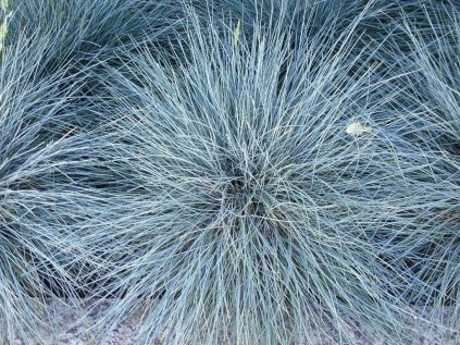 festuca Elijah Blue