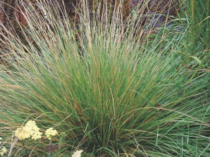 Festuca mairei