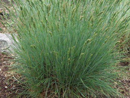 festuca ovina