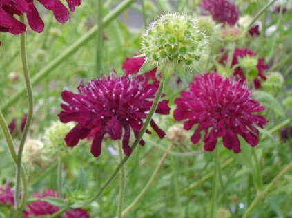 4476 knatuia macedonica