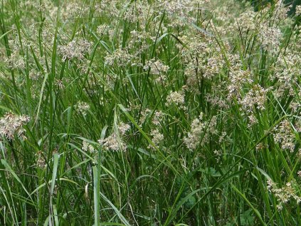 4479 luzula sylvatica