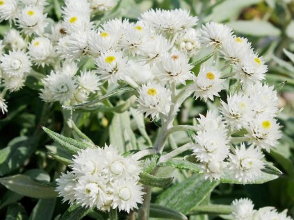 4482 anaphalis triplinervis