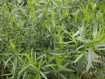 Artemisia dranculus