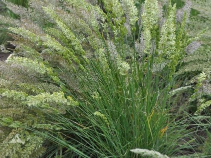 4491 koeleria macrantha