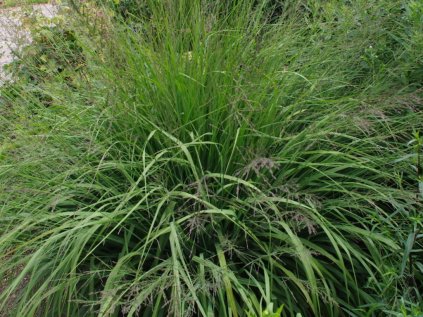 Molinia caerulea