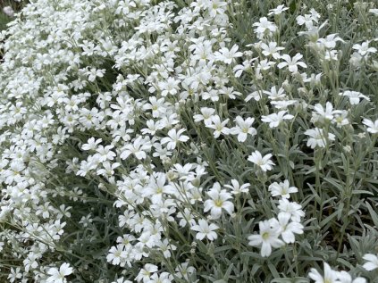4500 cerastium tomentosum