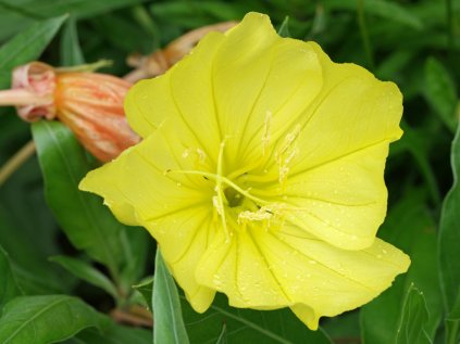 4506 oenothera macrocarpa
