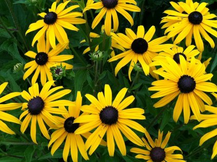 Rudbeckia fulgida goldstrum