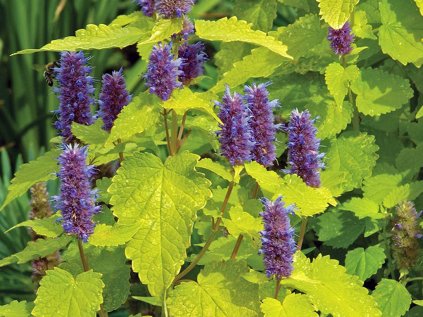 Agastache golden jubilee