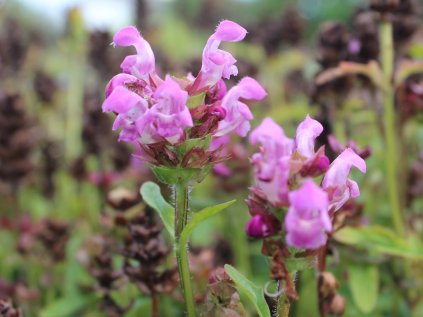 Prunella Rubra