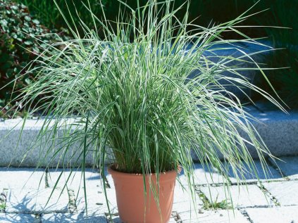 4536 calamagrostis overdam