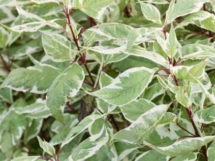 cornus alba sibirica variegata