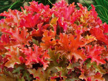 heuchera marmelade