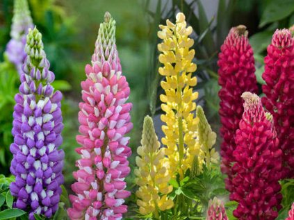 Lupinus gallery mix