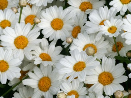 4629 argyranthemum early white