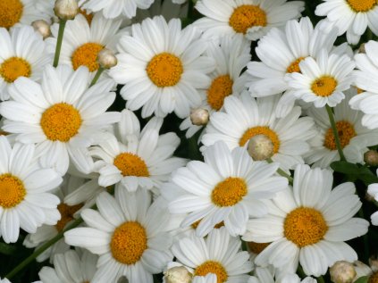 Argyranthemum Early White