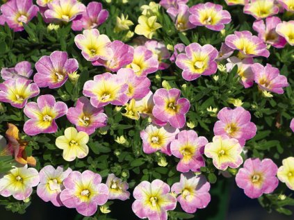 Calibrachoa Fancy Francy